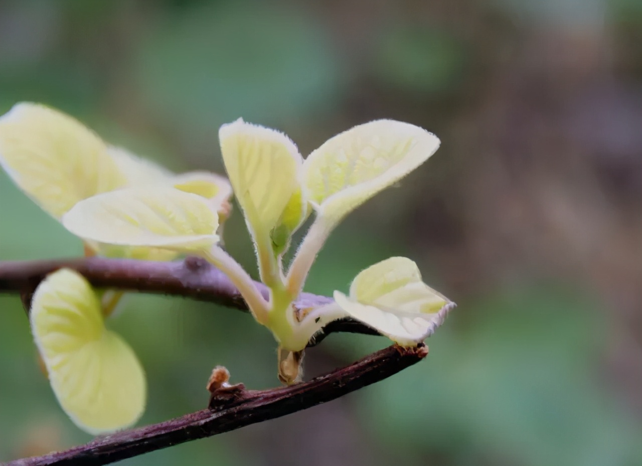 猕猴桃未挂果树春季怎么管理,猕猴桃萌芽期管理