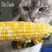 我家猫吞了根针险些丧命，这些东西千万别让猫碰