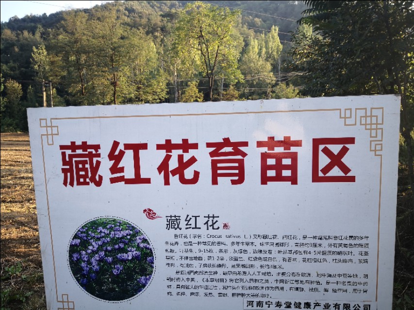 西红花和我的故事