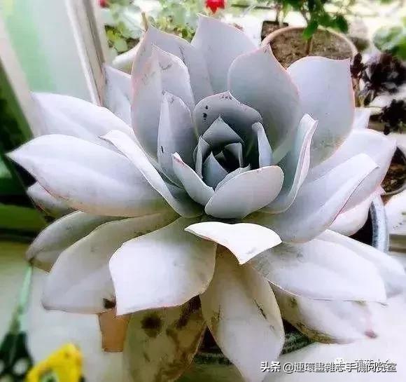 365种多肉图谱大全,365种鲜花图册大全