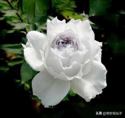 给大家推荐几款皮实好养的月季,好养不生病的月季有哪些品种