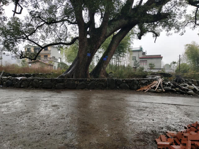 千年的古樟,亲历千年古樟重生