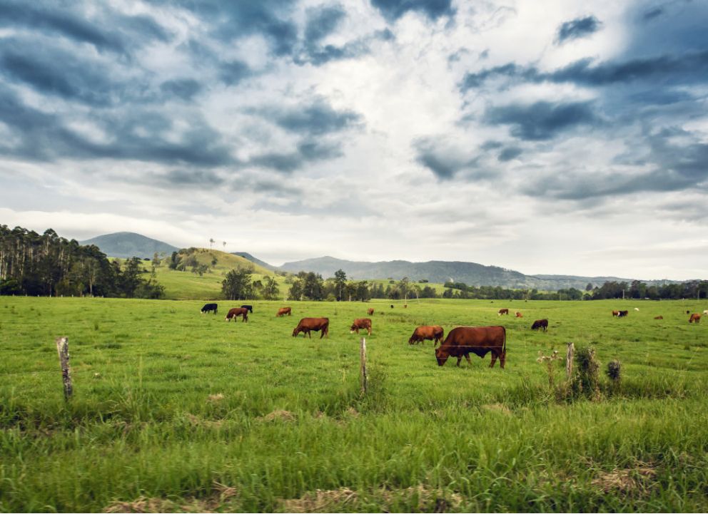 正宗延边黄牛牛肉图片,延边黄牛肉和福建黄牛肉
