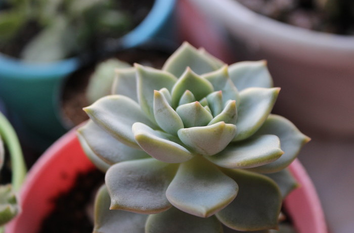 白牡丹怎么种植和管理,白牡丹养殖