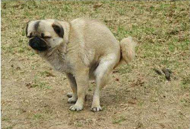 狗狗便便不干净,狗狗便便不成形特别臭是什么原因