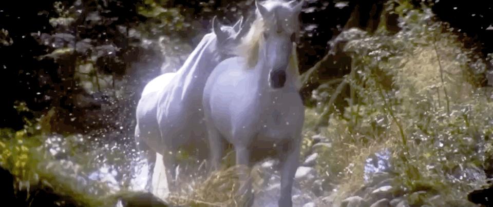 传说中的独角兽是否存在过 (独角兽真实存在的证据)