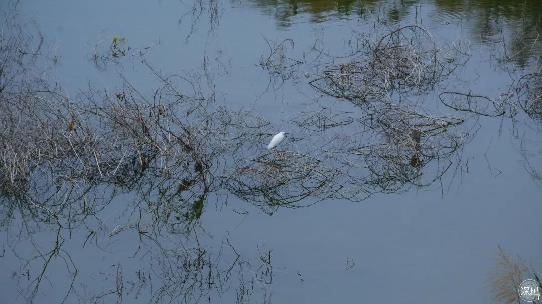香蜜湖约会,香蜜湖真的要再见了吗