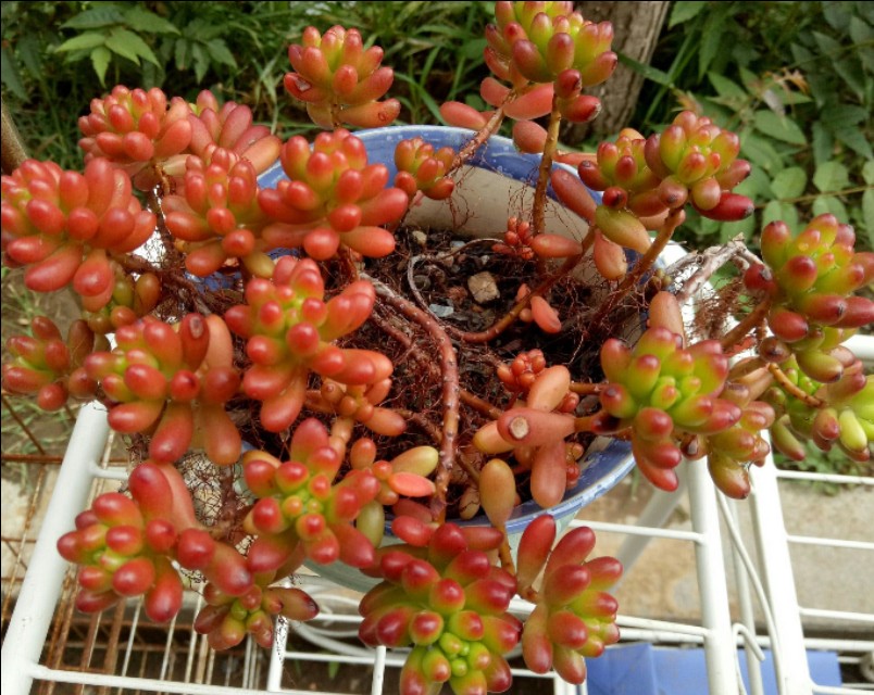 虹之玉养着养着变绿了,虹之玉养的颜色发白