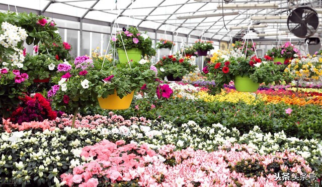 云南的花吃法大全,云南棕包花吃法