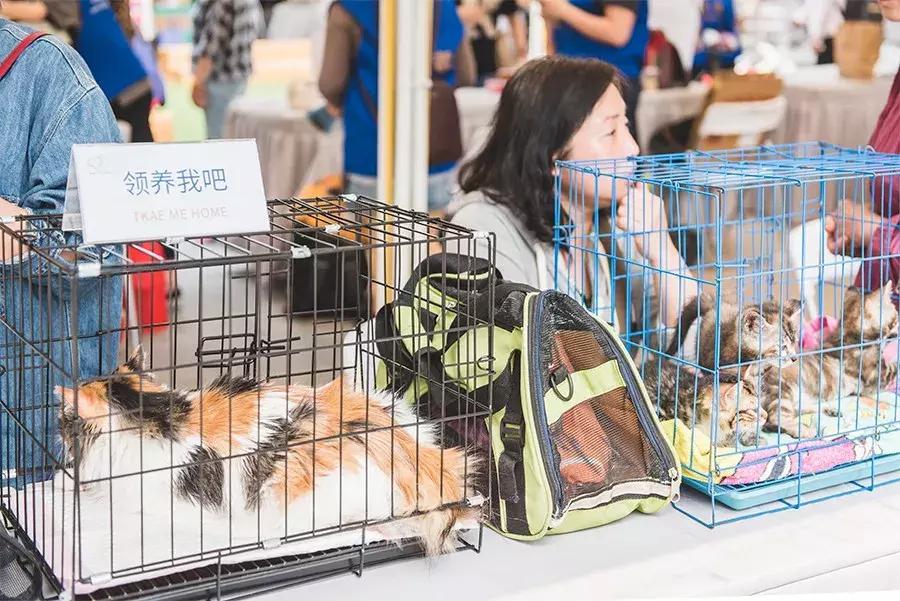 致每一位爱宠人,请了解下困难重重的TNR