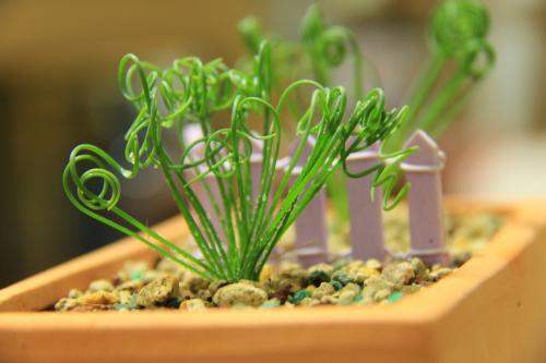 长得像弹簧草的草,弹簧草形态