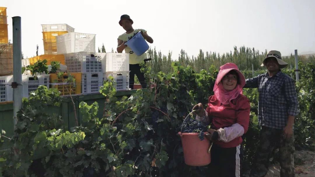 品牌故事｜如苏力：厉害了，我的罄玉“母亲庄园”