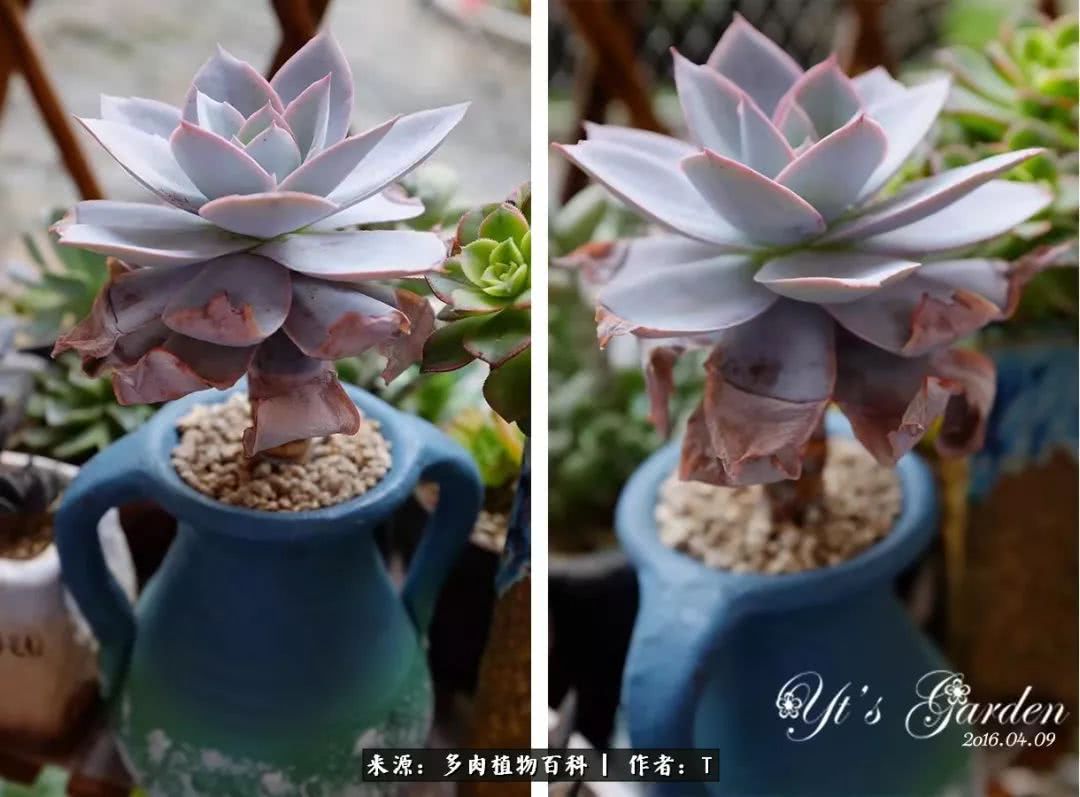 多肉还可以这样玩(上):八年养肉路剪影!