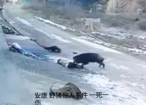 野猪该如何防范,野猪凶猛祸害庄稼村民无招咋办