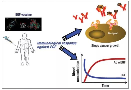 新型肺癌疫苗有望攻克,对抗癌症的疫苗