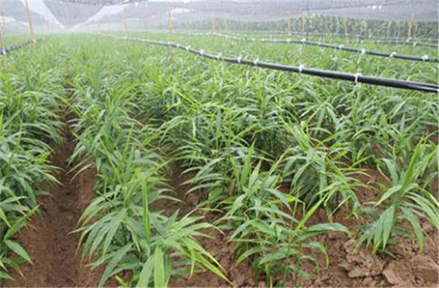 生姜最新栽培方法和技术要点,生姜栽培技术