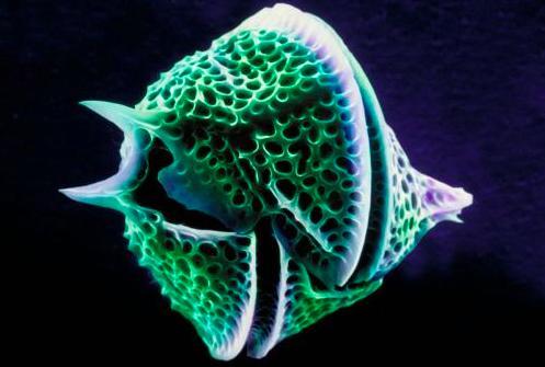 为什么哺乳动物体内构造相同,为什么哺乳动物都有睾丸