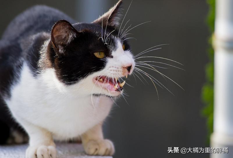 公猫总是叫唤个不停怎么回事,公猫老是叫个不停为什么