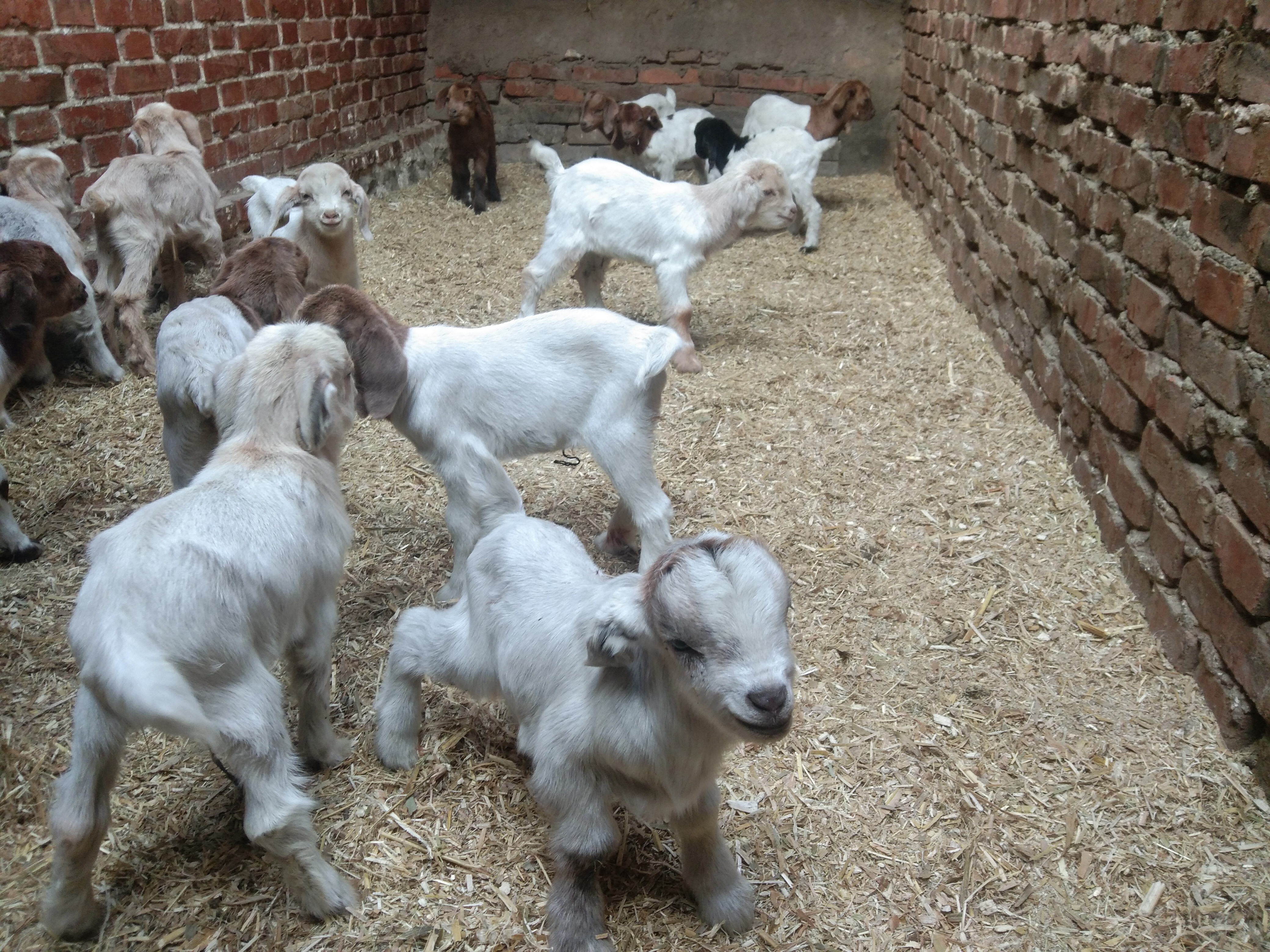 养羊技术小羊没奶吃什么,母羊不认小羊怎么办妙招