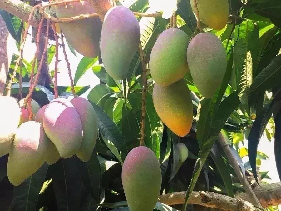 香甜的大芒果海南贵妃芒,芒果味浓郁贵妃芒