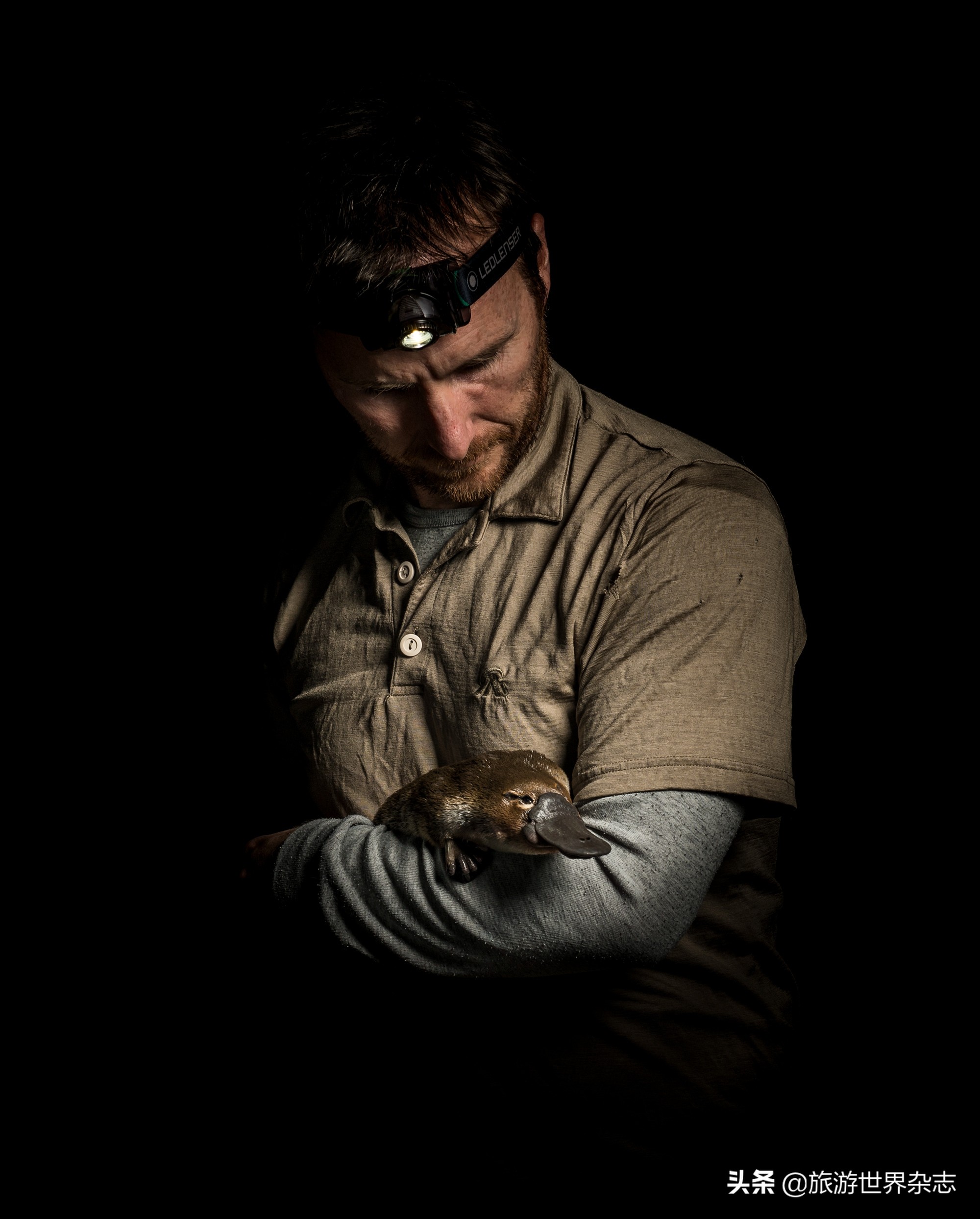 抢救大型野生动物,救助受伤化脓的大野生动物