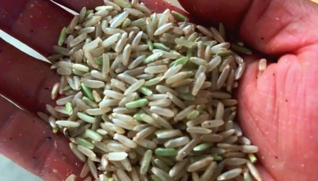 稻子脱壳成大米,稻子去壳的方法