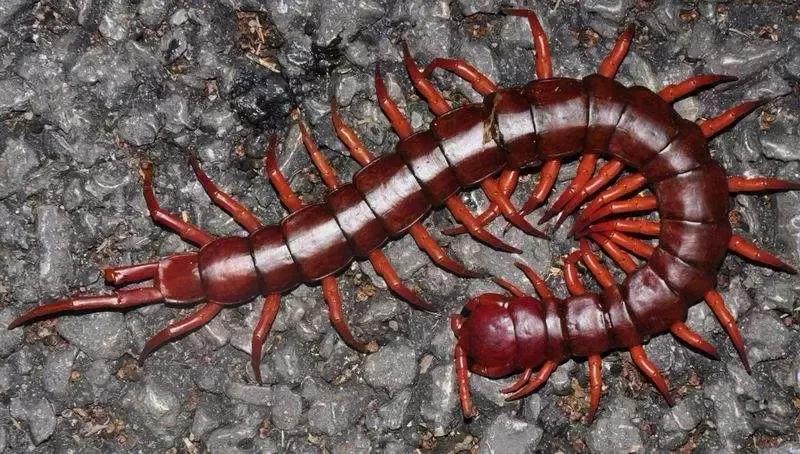 夏季孩子必须注意的虫子,夏天宝宝一定要小心蜱虫