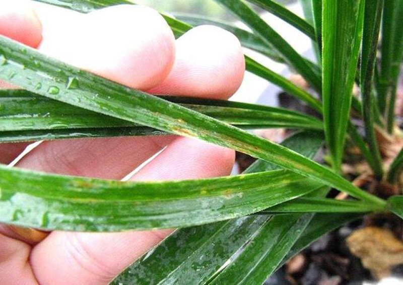 花瓶的兰花叶片发黄怎么处理,兰花叶片发黄需要施什么肥料