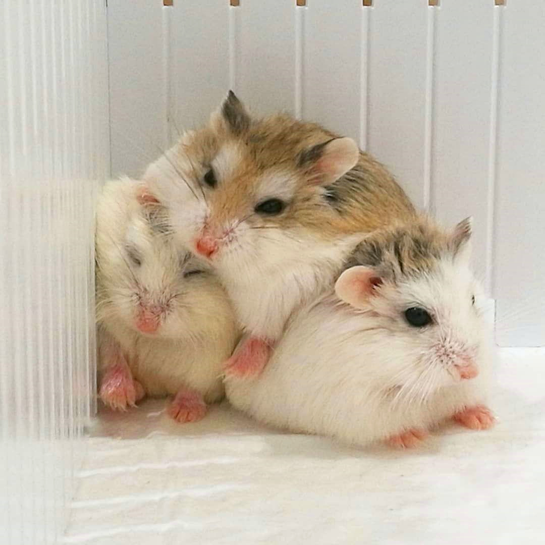 仓鼠宝宝无缘无故打同类是为什么,仓鼠宝宝打架