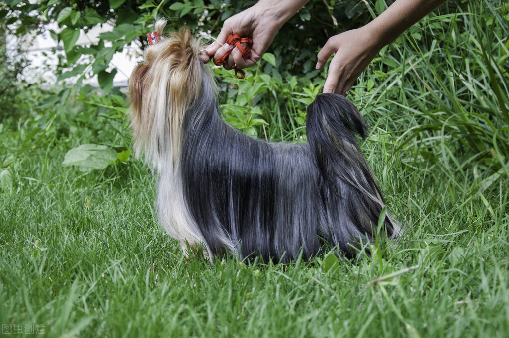 约克夏有没有繁育价值,3分钟热度的人适合养约克夏吗