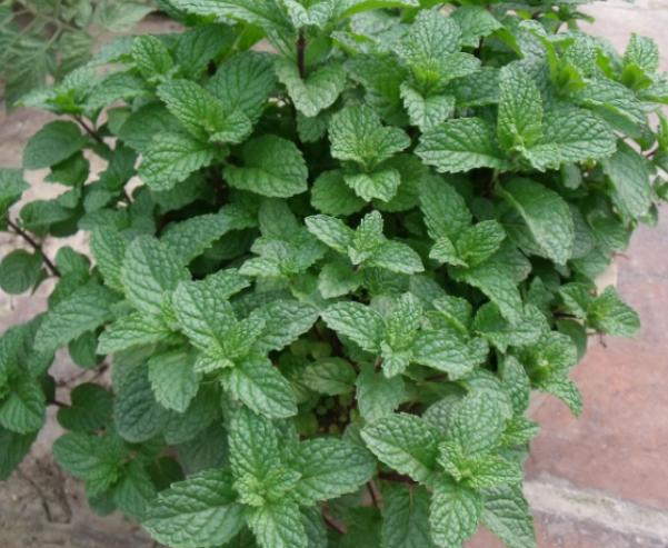 什么薄荷适合盆栽养殖呢,家养薄荷养殖方法