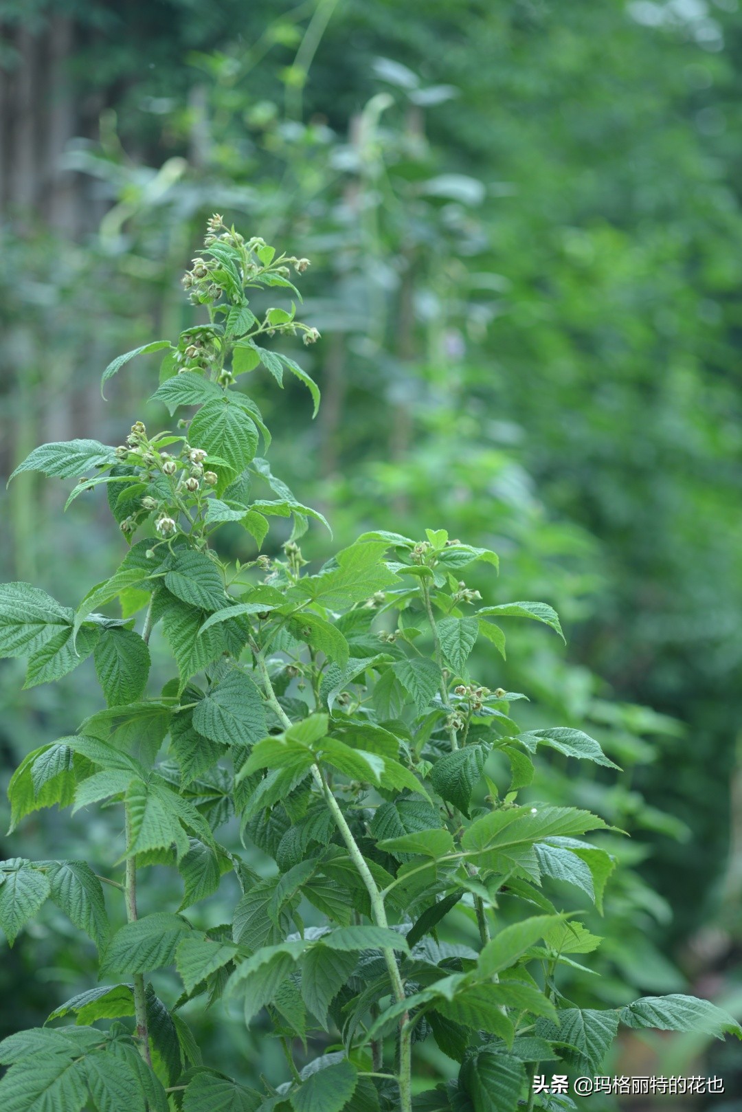 花园里种树莓吗,树莓在庭院里如何种植