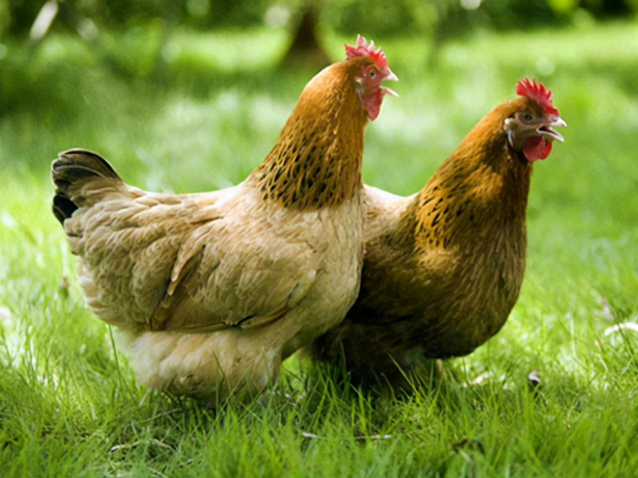 鸡感冒用什么药喂,鸡感冒可以用什么抗生素