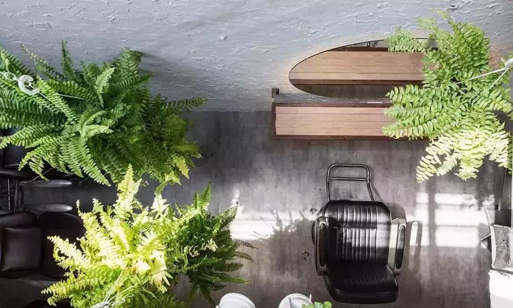 发廊角落绿植,发廊适合放的绿植