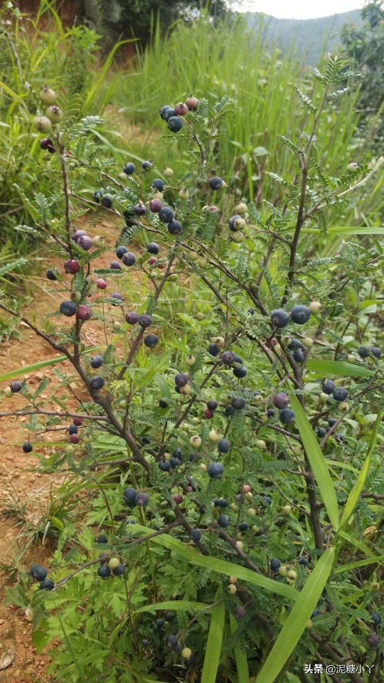 那些年我们一起摘过的野果子，现在少见了，你还记得几种