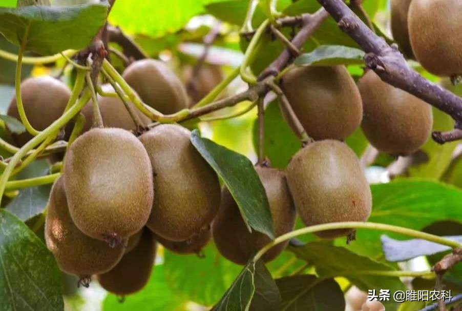 碳肥能提供什么,碳肥的作用与使用方法