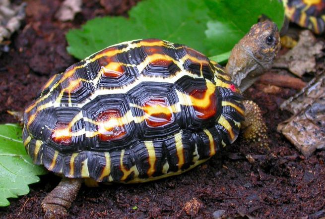 牢底坐穿系列,养一只就会坐牢,快看下你家有没有这些乌龟