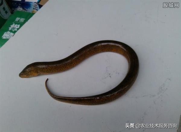 黄鳝养殖技术,黄鳝养殖技术池塘网箱