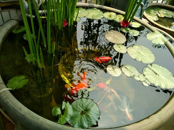 金鱼苗怎么养才能长得大,金鱼怎么养视频全部