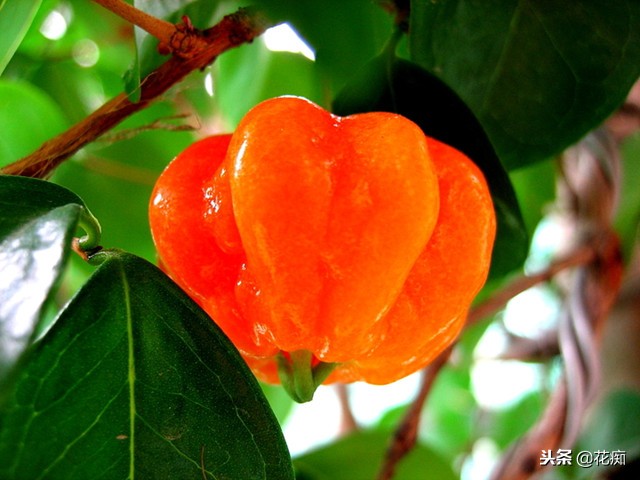 南红嘉宝果盆栽,一年四季都能吃的水果盆栽