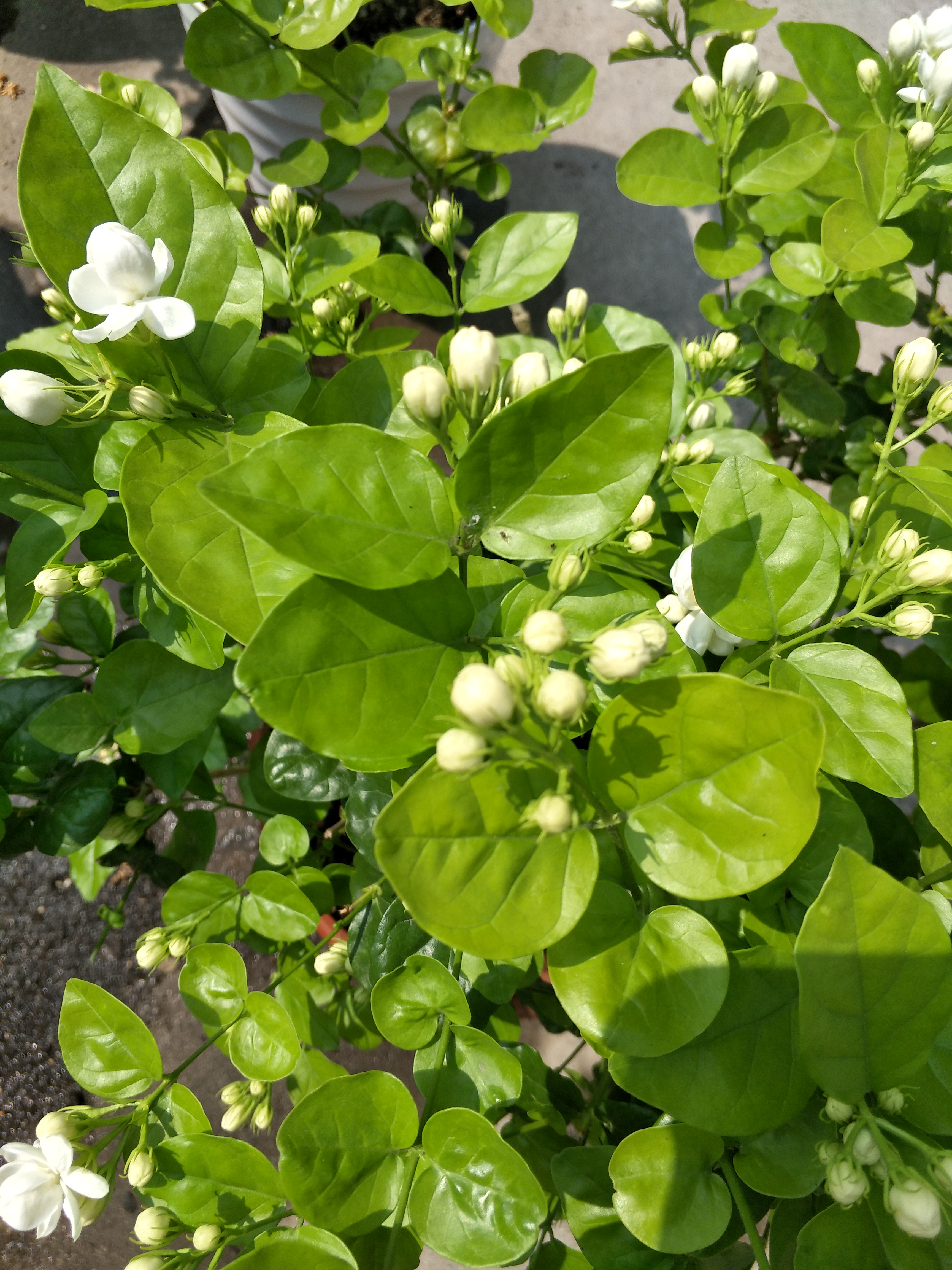 茉莉花叶片干枯掉落怎么回事,茉莉花叶子干枯脱落是什么原因