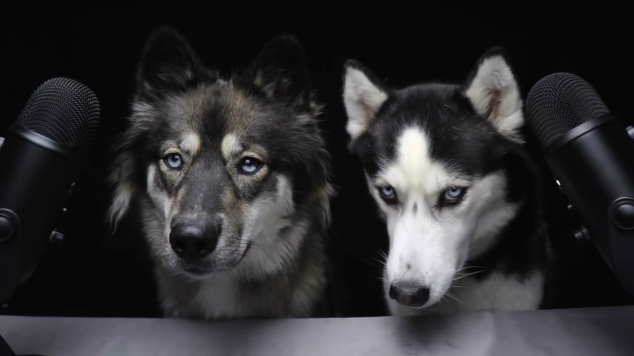 这些哈士奇都不是“纯种”的，但是比纯种二哈更有笑点