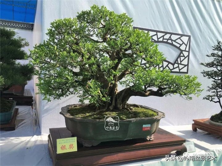 骞哥涔呬箙鐢滅敎铚滆湝,骞哥涔呬箙