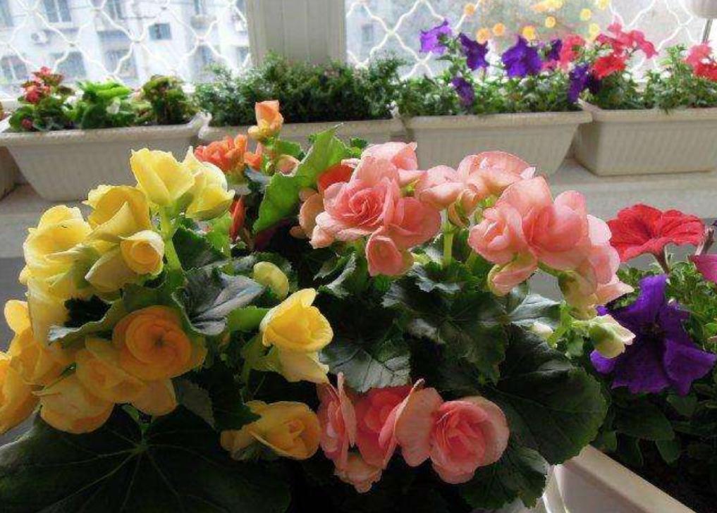 丽格海棠生长记录,重瓣丽格海棠的生长环境是什么样