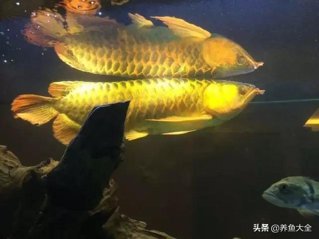 养金龙鱼过程马来西亚,马来西亚养金龙