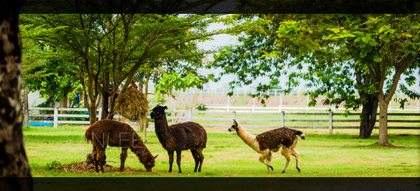 泰旅局发布2019年泰国旅游新玩法,曼谷漫游攻略