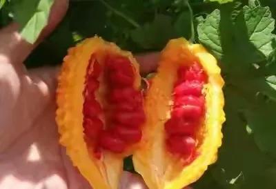 80后90后农村儿时零食野果,在海南儿时吃的野果还记得几种