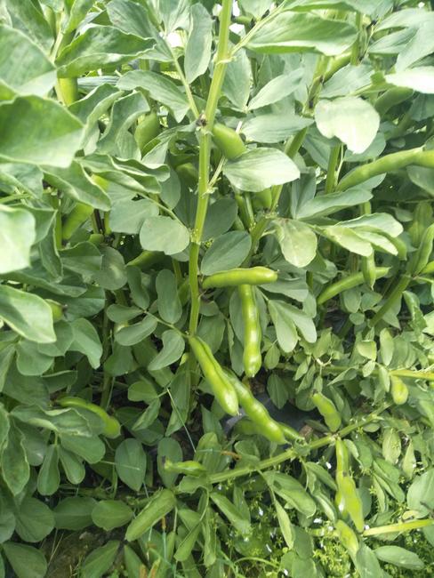 什么是蚕豆病,得了蚕豆病不能吃什么?