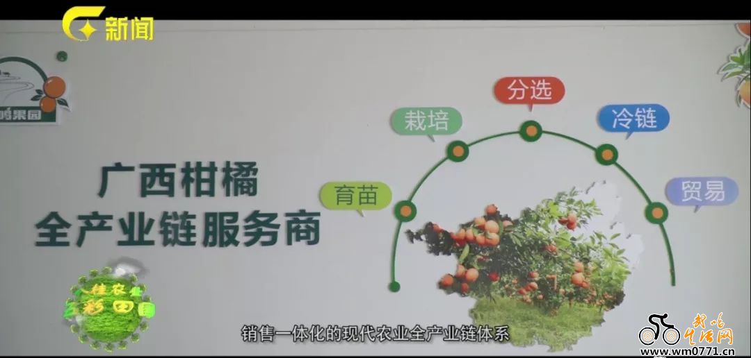 武鸣沃柑怎么火的,武鸣双桥沃柑今日价