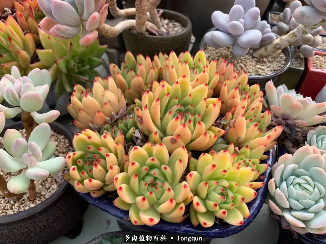 肉叔带你走遍韩国多肉大棚,记一次精彩的采摘之旅